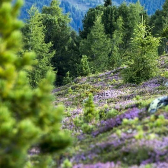 Impressioni di Maso Bäckerhof